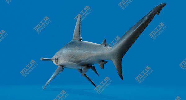 images/goods_img/20210312/Hammerhead Shark 3D model/5.jpg